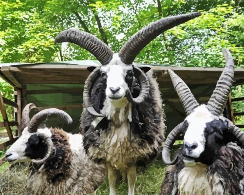 Jacob Sheeps paint by numbers