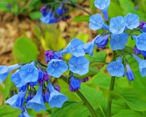 Aesthetic Bluebells paint by numbers