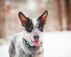 Aesthetic Australian Cattle Dog paint by numbers