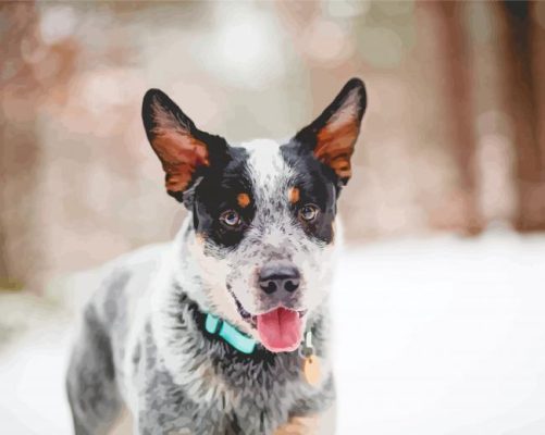 Aesthetic Australian Cattle Dog paint by numbers