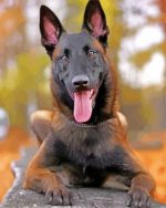 Belgian Malinois paint by numbers
