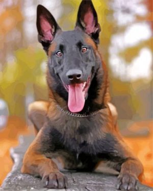 Belgian Malinois paint by numbers