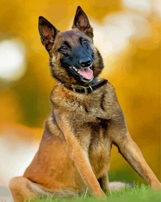 Belgian Malinois paint by numbers
