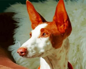 Podenco Dog Head