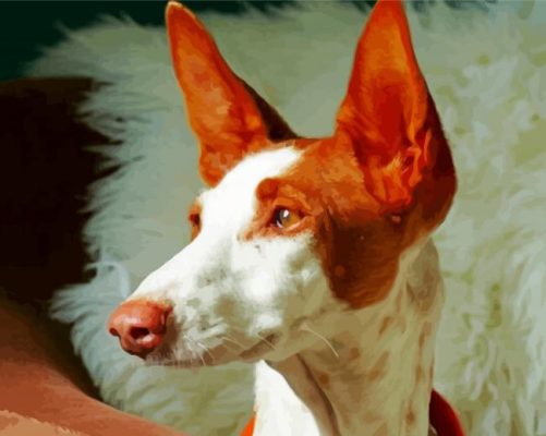 Podenco Dog Head 