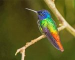 Rainbow Hummingbird paint by number p