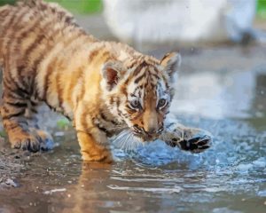 Aesthetic Baby Tiger paint by number p