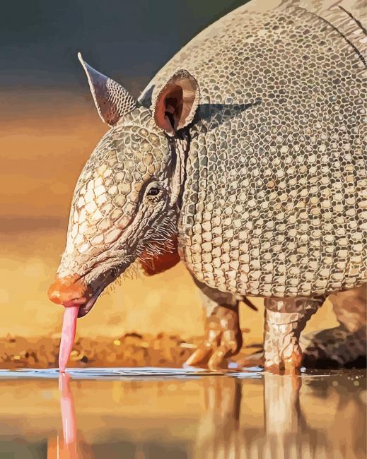 Armadillo paint by numbers
