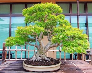 Bonsai Tree paint by number