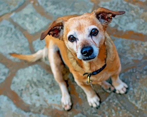 Chiweenie Dog Breed Dog paint by numbers