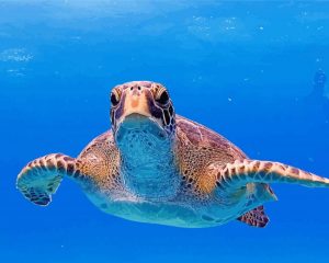 Galapagos Seaturtle paint by numbers