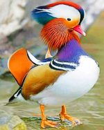 Mandarin Duck paint by number