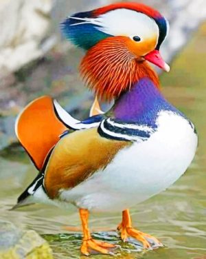 Mandarin Duck paint by number