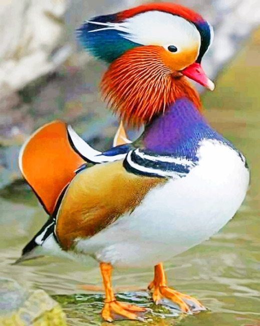 Mandarin Duck paint by number