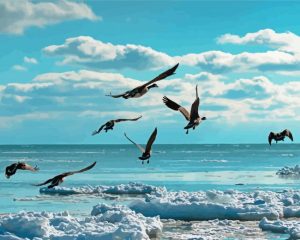 Ocean With Birds paint by numbers