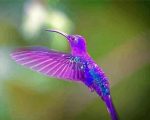 Purple Hummingbird paint by numbers