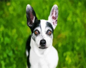 Aesthetic Chiweenie Dog paint by numbers