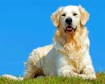 English Golden Retriever paint by numbers