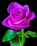 Aesthetic Purple Rose paint by numbers