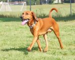 Brown Red Tick Coonhound Brown Red Tick Coonhound