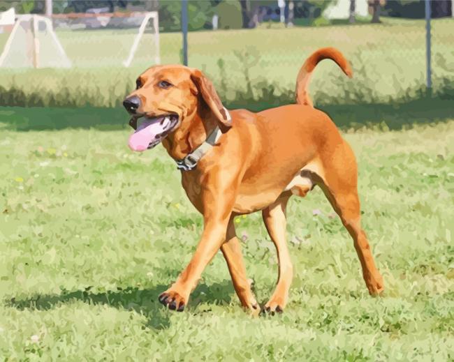 Brown Red Tick Coonhound Brown Red Tick Coonhound