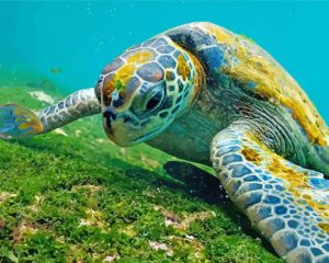 Cool Galapagos Seaturtle paint by numbers