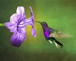 Flying Purple Hummingbird And Flower paint by numbers