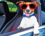 Cool Dog Riding A Car paint by numbers