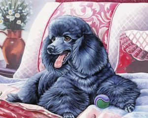 Cute Black Poodle paint by numbers