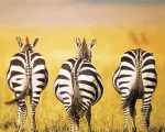 Zebra Butts paint by numbers