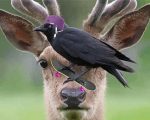 Crow And Deer paint by numbers