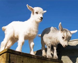 Pygmy Goat paint by numbers