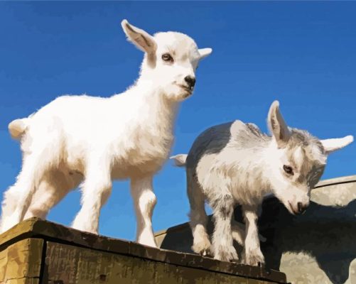 Pygmy Goat paint by numbers