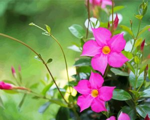 Pink Mandevilla paint by numbbers