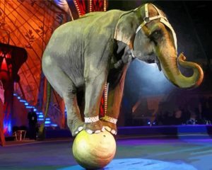 Elephant Circus paint by numbers