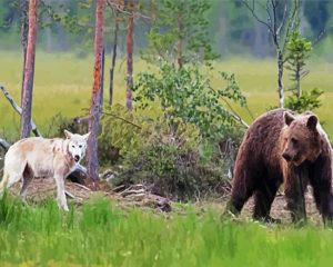 Bear And Wolf paint by numbers