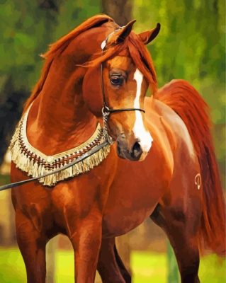 Brown Arabian Horse paint by numbers