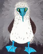 Blue Footed Booby paint by numbers