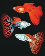 Guppy Fish paint by numbers