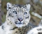 Snow Leopard paint by numbers