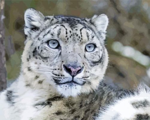 Snow Leopard paint by numbers