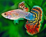 Guppy Fish paint by numbers
