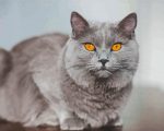 Grey Cat With Orange Eyes paint by numbers