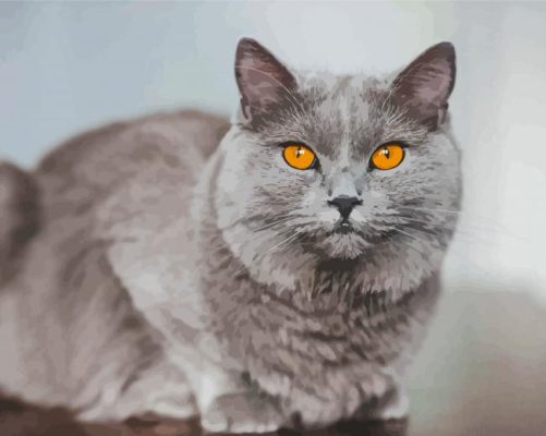 Grey Cat With Orange Eyes paint by numbers