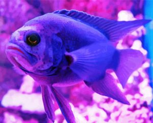Purple Fish paint by numbers