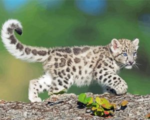 Snow Leopard paint by numbers