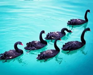 Black Swans paint by numbers