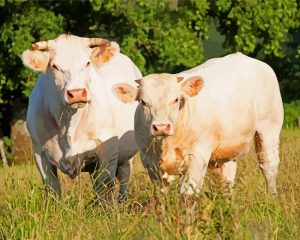 Aesthetic Charolais Cattles paint by numbers