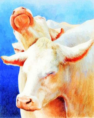 Charolais Cattles Animals paint by numbers