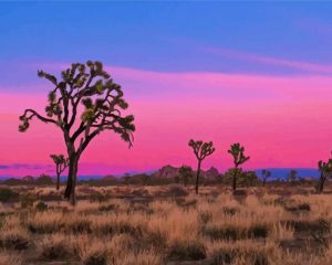 Joshua Tree National Forest paint by numbers